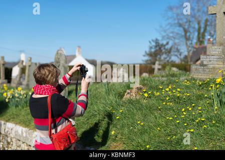 Femme en robe à rayures en cavalier photographie avec un appareil photo numérique dans un cimetière sur une journée de printemps ensoleillée avec ciel bleu et les jonquilles Banque D'Images