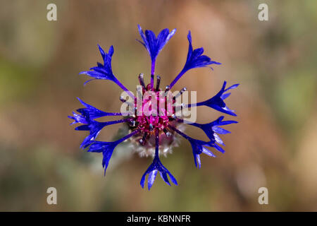 Bouteille bleue connue aussi sous le nom de fleur de maïs, centaurée en latin. Banque D'Images