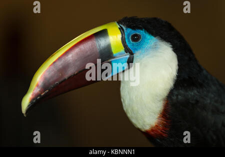 Portrait Toucan montrant le bec et la tête avec un arrière-plan flou Banque D'Images