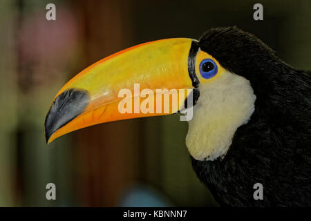 Portrait Toucan montrant le bec et la tête avec un arrière-plan flou Banque D'Images