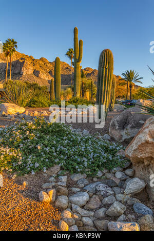 Cactus plante avec pierres dans le désert vue de jour Banque D'Images
