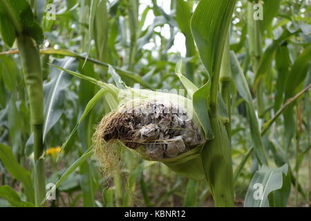 Épis de maïs infecté par le charbon du maïs (Ustilago maydis) champignon. Il est ainsi comestible et au Mexique considérée comme délicate. Banque D'Images