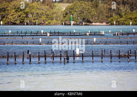 Huîtres à l'élevage des huîtres dans Wallis Lake à Forster, un élément clé du folklore les huîtres de roche de Sydney source,Nouvelle Galles du Sud, Australie Banque D'Images