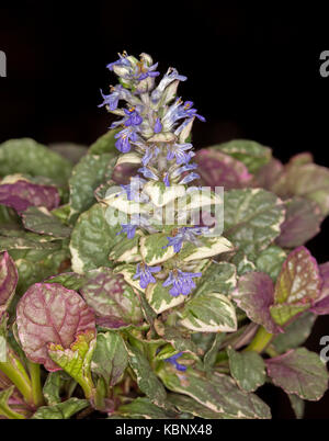 Feuillage coloré rouge, vert et crème et petites fleurs bleues / mauves de plante couvre-sol Ajuga reptans 'Burgundy Lace', sur fond noir Banque D'Images