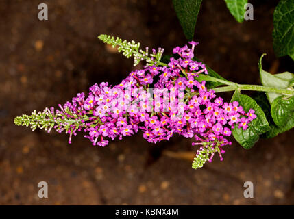 Spike de magenta vif / fleurs roses avec les bourgeons et les feuilles vertes de l'arbuste buddleia 'cranrazz' sur un fond sombre Banque D'Images