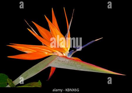De superbes fleurs orange vif de Strelitzia reginae, oiseau de paradis / crane, fleurs sur fond noir Banque D'Images