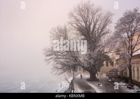 Grand arbre sur le quai en inf brouillard et givre. beau paysage d'hiver près de la rivière gelée le matin Banque D'Images