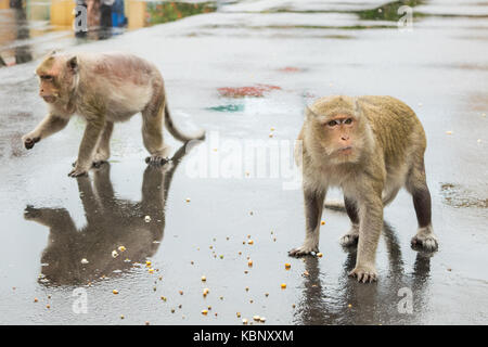 Deux des macaques, debout sur le tarmac dans un environnement urbain, la consommation de graines de maïs. Un singe a une grave perte de la fourrure. Phnom Penh, Cambodge, Asie Banque D'Images