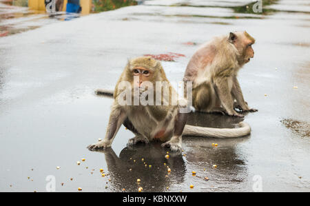 Deux des macaques, assis sur le bitume dans un environnement urbain, la consommation de graines de maïs. Un singe a une grave perte de la fourrure. Phnom Penh, Cambodge, Asie Banque D'Images