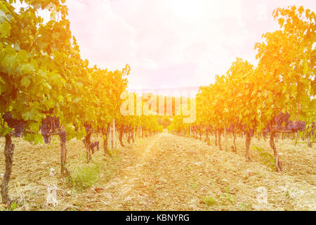 Vendanges au coucher du soleil - Toscane Banque D'Images