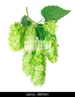 Branche de houblon vert frais Banque D'Images