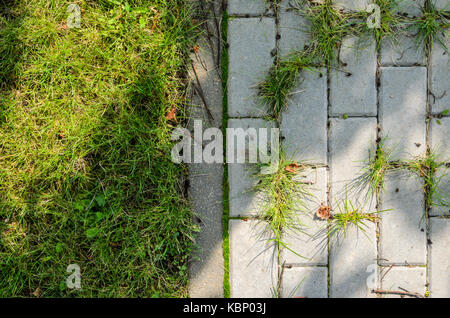 L'herbe pousse entre les dalles de pavage. sentier à l'ombre d'un arbre avec des taches de soleil Banque D'Images