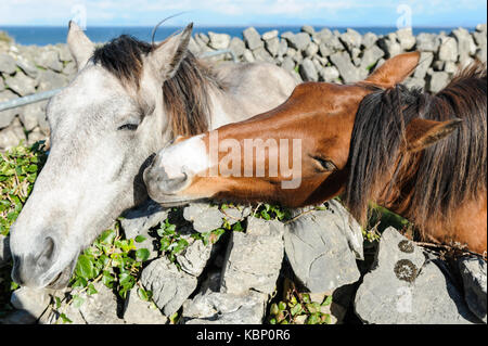 Deux chevaux s'embrasser dans les îles d'Aran, en Irlande, à proximité de galway, montrant que l'amour est un sentiment aussi disponible dans le monde animal. Banque D'Images