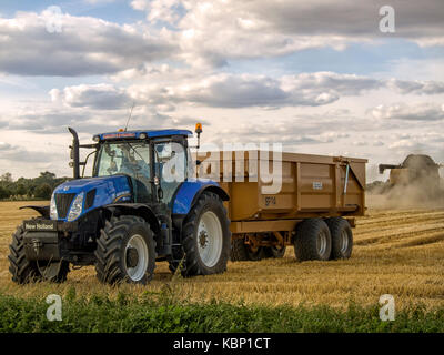 ROCHFORD, ESSEX, Royaume-Uni : tracteur et remorque en attente d'être appelés pour retirer le grain récolté pendant la récolte. Banque D'Images