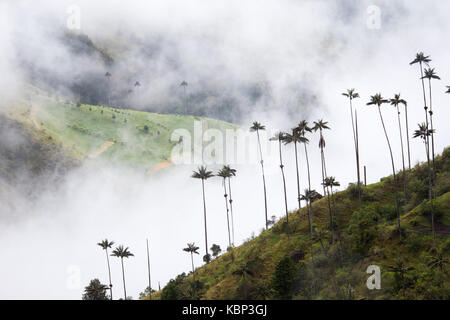 Valle de Cocora, près de Salento, Colombie, Amérique du Sud Banque D'Images