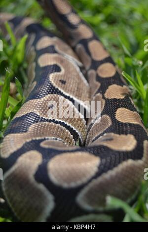 Close up of a ball python (Python regius) peau Banque D'Images