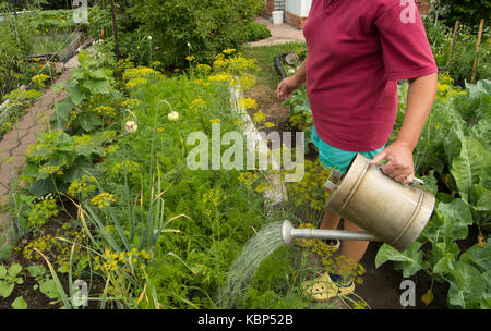 Femme en short et t-shirt d'arroser les plants de légumes dans votre jardin d'un ancien arrosoir. Banque D'Images