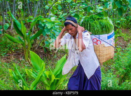 Agriculteur birmans travaillant sur un champ dans l'état Shan au Myanmar Banque D'Images