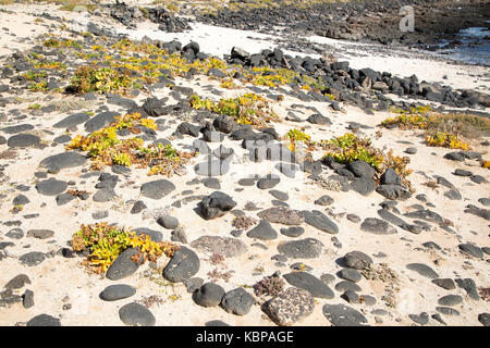 Kale crambe , plante mer maritima, plage de sable fin de Caleta de Caballo, Lanzarote, îles Canaries, Espagne Banque D'Images