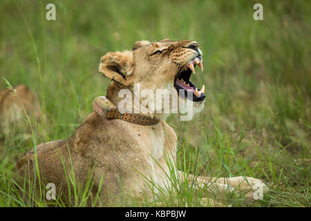 la lioness africaine avec le collier bâillant tout en étant allongé dans l'herbe, montrant ses dents Banque D'Images