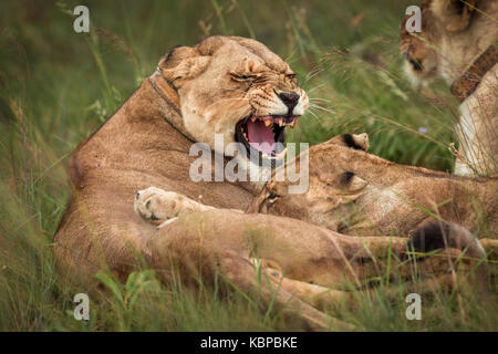 la lionne grognant à son cub qui essaie de s'allaiter Banque D'Images