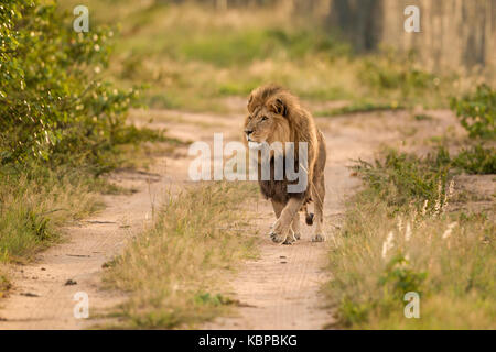 African lion mâle énorme vers la caméra marche sur chemin de sable, de patrouille, à la recherche de proies, au Zimbabwe Banque D'Images