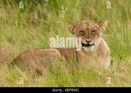 Jeune lion faisant un visage renfrogné et montrant les dents tout en étant allongé dans l'herbe verte au Zimbabwe Banque D'Images