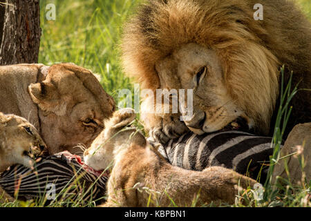 Famille de lions d'Afrique (Panthera leo) sur une carcasse de zèbre mort de manger. Lion mâle avec d'énormes mane posessive plus de tuer Banque D'Images