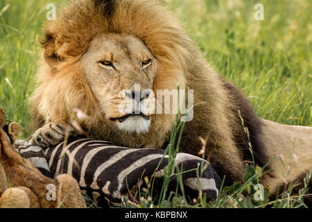 Grand mâle lion protégeant son zebra tuer dans l'herbe tout en haletant avec bouche ouverte Banque D'Images