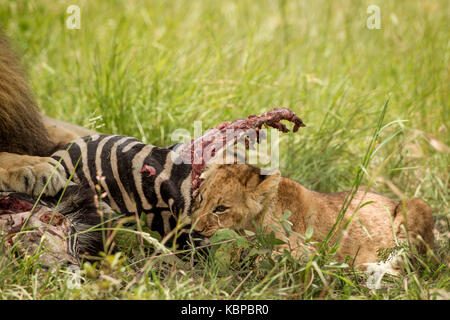 Lion cub de manger et de l'amoncellement d'une carcasse de zèbre avec grand mâle lion couché à côté d'Elle, tenant patte sur carcasse Banque D'Images