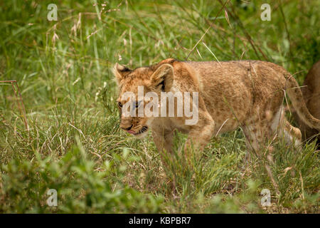 Portrait of African lion (Panthera leo) marcher dans l'herbe du parc de l'antilope au Zimbabwe, une partie de la fierté de libération Banque D'Images