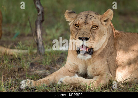 Portrait of African lions (Panthera leo) reposant dans la brousse Banque D'Images