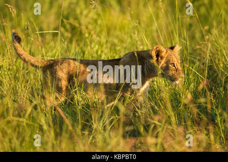 Petit lion cub marcher dans l'herbe haute, l'heure d'or, avec queue de haut, au Zimbabwe, partie d'une grande fierté Banque D'Images