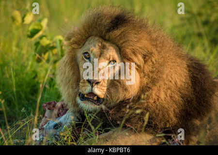 Grand mâle lion mensonge à carcasse de zèbre dans l'herbe, heure d'or, libération d'antilope fierté au Zimbabwe, Milo, Banque D'Images