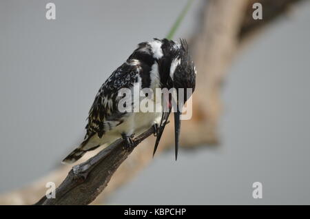 Martin-pêcheur pie (Ceryle rudis) perché sur une branche à Pilanesberg - Afrique du Sud Banque D'Images