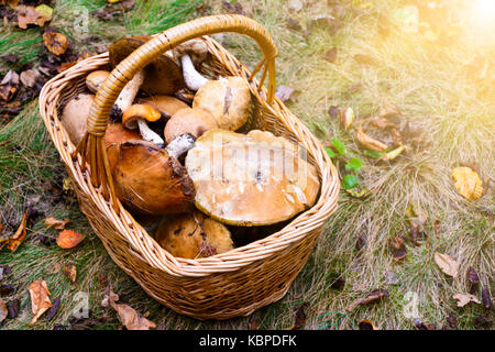 Panier en osier plein de différentes sortes de champignons comestibles dans une forêt d'automne Banque D'Images