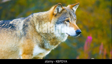 Grand mâle loup gris dans la forêt de couleur d'automne Banque D'Images