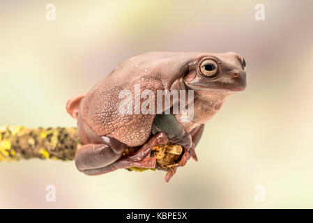 White's tree frog. Également connu sous le nom de la grenouille australienne et dumpy rainette de White, Litoria caerulea. assis sur une seule branche. prix pour copier Banque D'Images