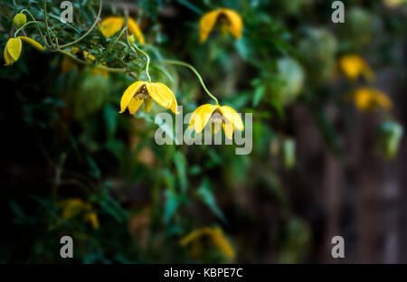 Clematis tangutica,Bill Mackenzie orientalis. Banque D'Images