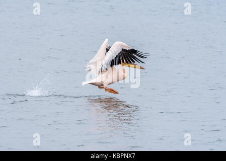 Un grand pélican blanc décoller de la lagune de Walvis Bay en Namibie Banque D'Images