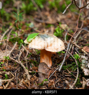 Le pin rouge (lactarius deliciosus) champignons en forêt Banque D'Images