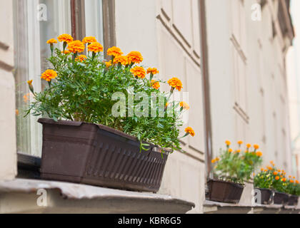 Des fleurs poussent dans une boîte sur le rebord Banque D'Images