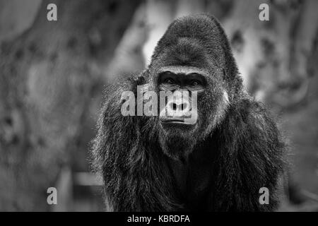 Portrait Gorilla montrant le visage et le haut du corps avec un arrière-plan flou noir et blanc Banque D'Images