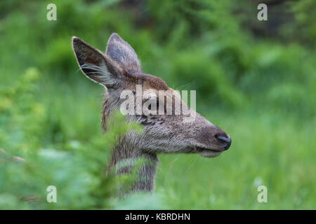 Red Deer Hind [ femme] à Glen Etive, Ecosse Banque D'Images