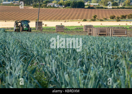 Point de vue de l'usine de poireau faible récolte dans le champ avec un tracteur, caisses de légumes et de champ labouré en arrière-plan, East Lothian, Scotland, UK Banque D'Images