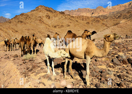 Noir, brun et blanc des dromadaires (camelus dromedarius) à al-manshijja, Jordanie Banque D'Images