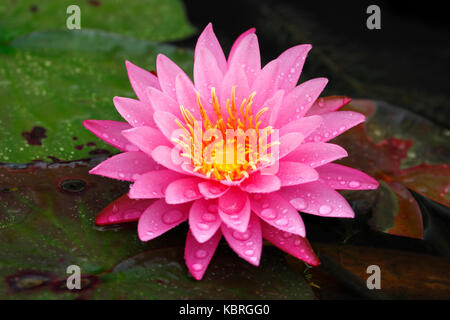 Libre de fraîcheur Pink Lotus (Nymphaea lotus / Water Lilies) en pleine floraison Banque D'Images