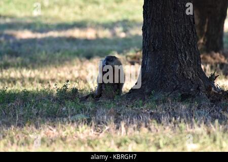 Marmotte (Marmota monax), également connu sous le nom de woodchuck manger tout en se levant Banque D'Images