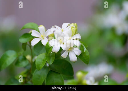 Fleur blanche de satin orange jessamine, bois, murraya exotica tree, arbre écorce cosmétique, selective focus. Banque D'Images