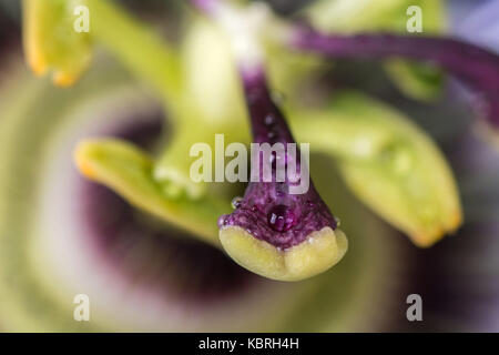 L'étamine de macro passiflore passiflora avec gouttes d'eau. fermer une belle grande fleur Banque D'Images